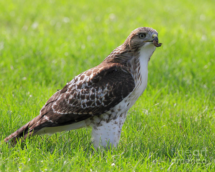 Immature Red Tail Hawk #18 Photograph by Steve Javorsky