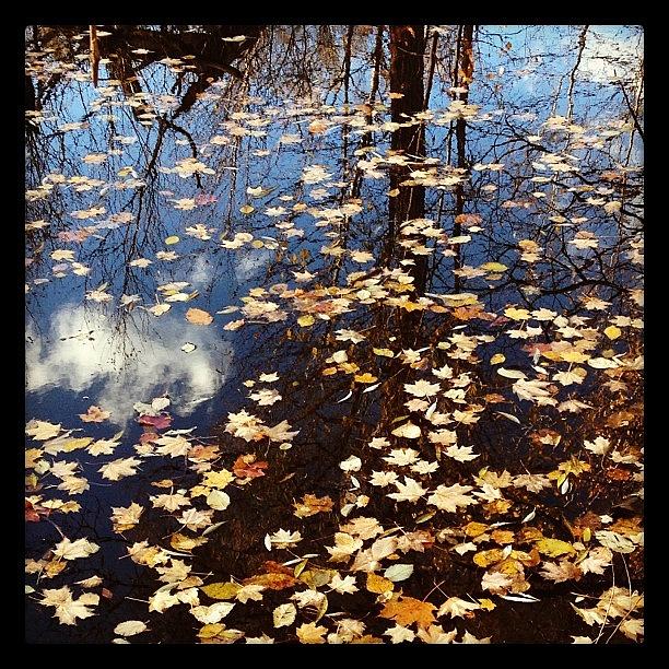Fall Photograph - #iphonephotographie #instangrammers #18 by Isabel Poulin