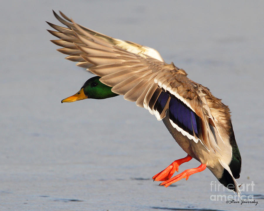 Male Mallard Duck in Flight #18 Photograph by Steve Javorsky