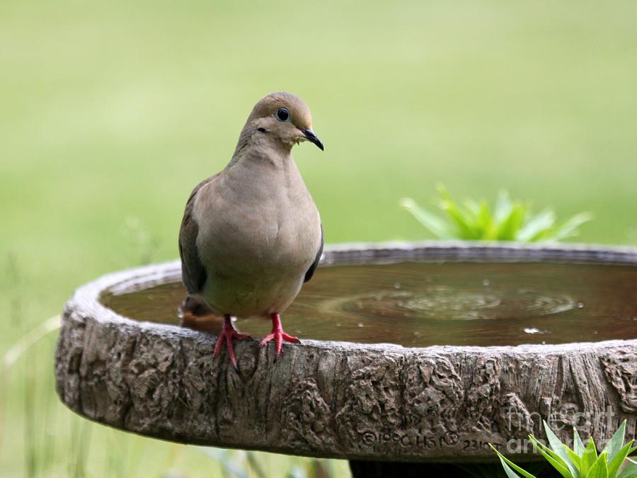 Mourning Dove #18 Photograph by Jack R Brock