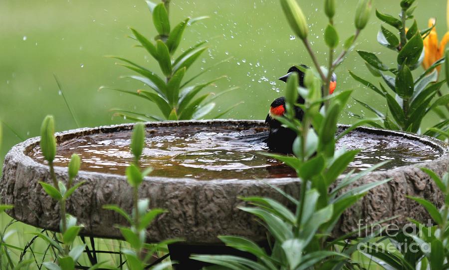 Red-winged Blackbird #18 Photograph by Jack R Brock
