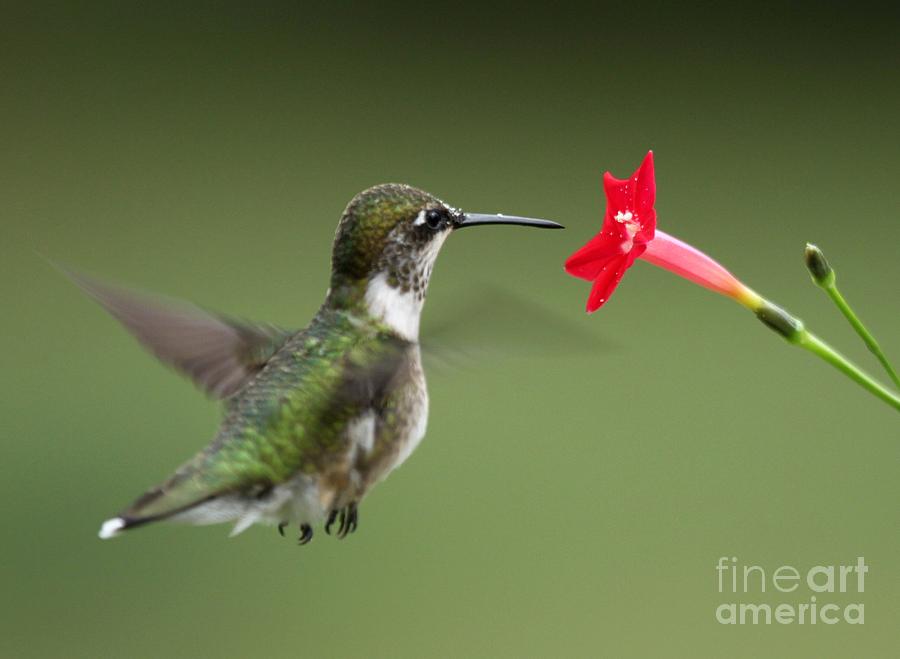Ruby-throated Hummingbird #18 Photograph by Jack R Brock