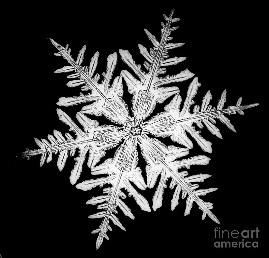 Snowflake Photograph - Snowflake #18 by Science Source
