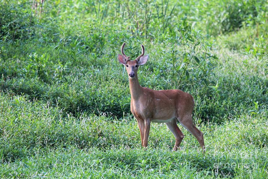 White-tailed Deer #18 Photograph by Jack R Brock