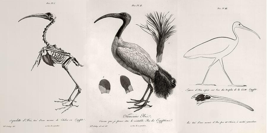 Ibis Photograph - 1812 Egyptian Ibis & Cuviers Evolution by Paul D Stewart