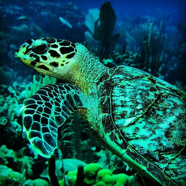 Turtle Photograph - Instagram Photo #181349404979 by Arturo Brook