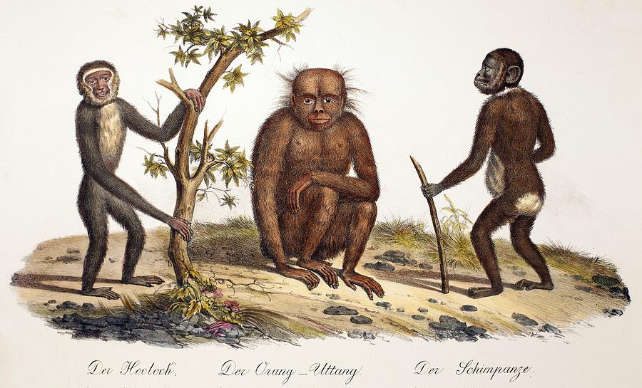 Ape Photograph - 1824 Schinz Apes, Gibbon, Orang, Chimp by Paul D Stewart