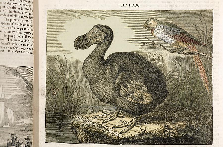 1833 Fat Dodo From The Penny Magazine Photograph by Paul D Stewart