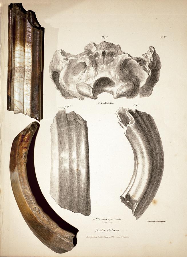Beagle Photograph - 1838 Toxodon Teeth From Darwin B by Paul D Stewart