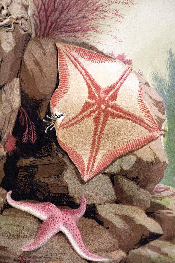 Fish Photograph - 1854 Philip Gosse Colour Litho Starfish by Paul D Stewart