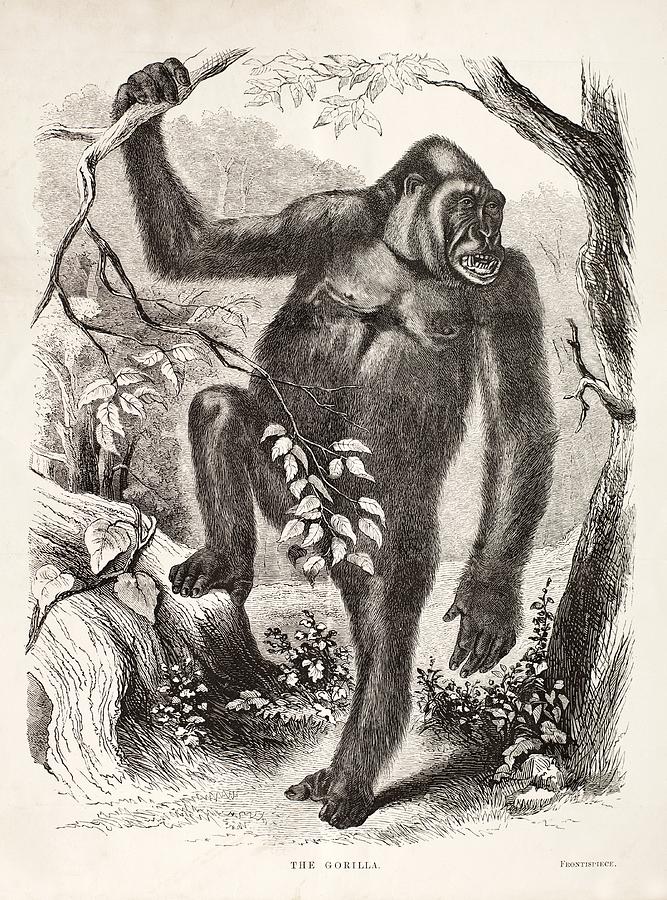 1861 Du Chaillu Ape The Gorilla Photograph by Paul D Stewart - Fine Art ...