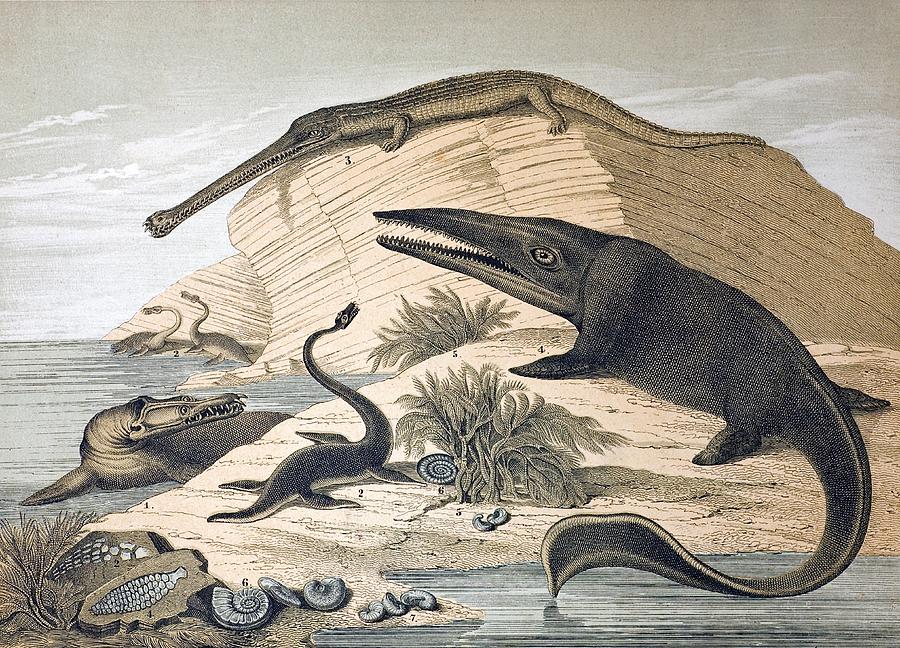 Dinosaur Photograph - 1862 British Prehistoric Marine Reptiles by Paul D Stewart