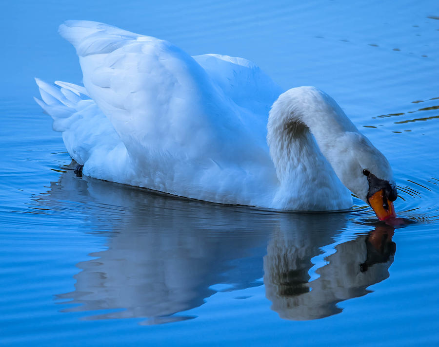Mute Swan #187 Photograph by Brian Stevens