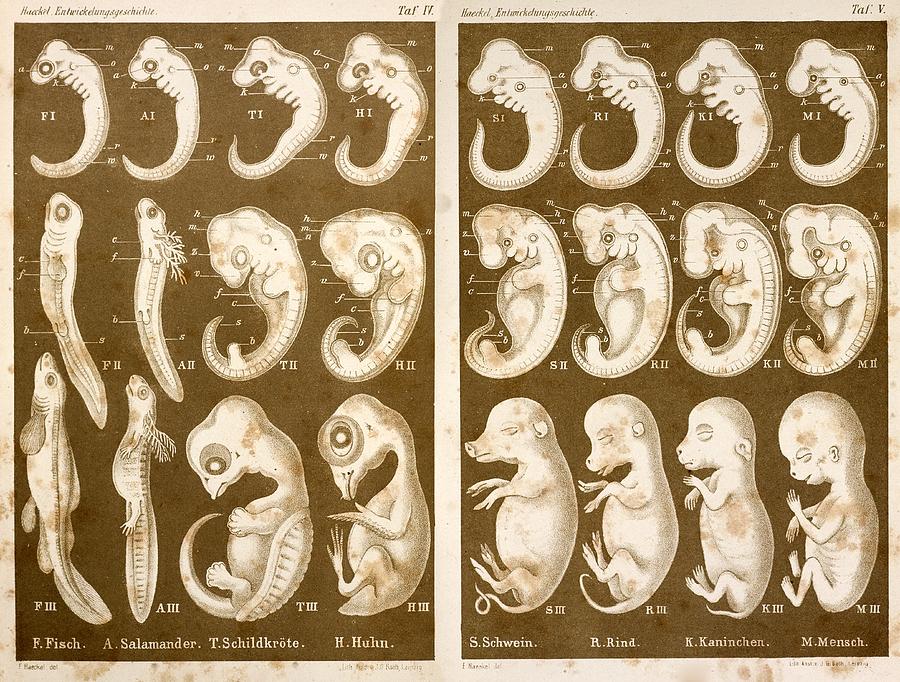 1874 Ernst Haeckel Embryo Drawings Photograph by Paul D Stewart Pixels