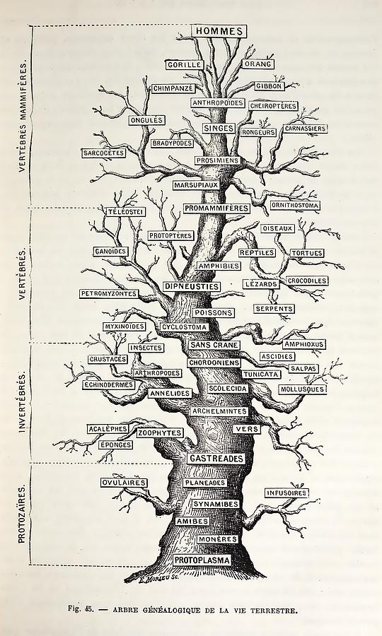 1886 French Copy Haeckel tree Of Life Photograph by Paul D Stewart