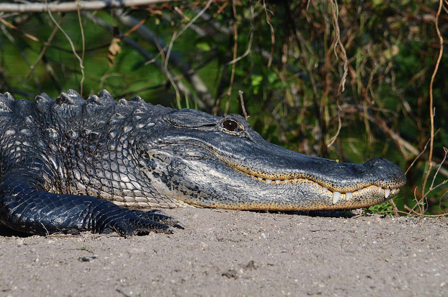 19- Alligator Photograph by Joseph Keane