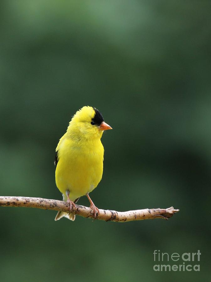 American Goldfinch #19 Photograph by Jack R Brock