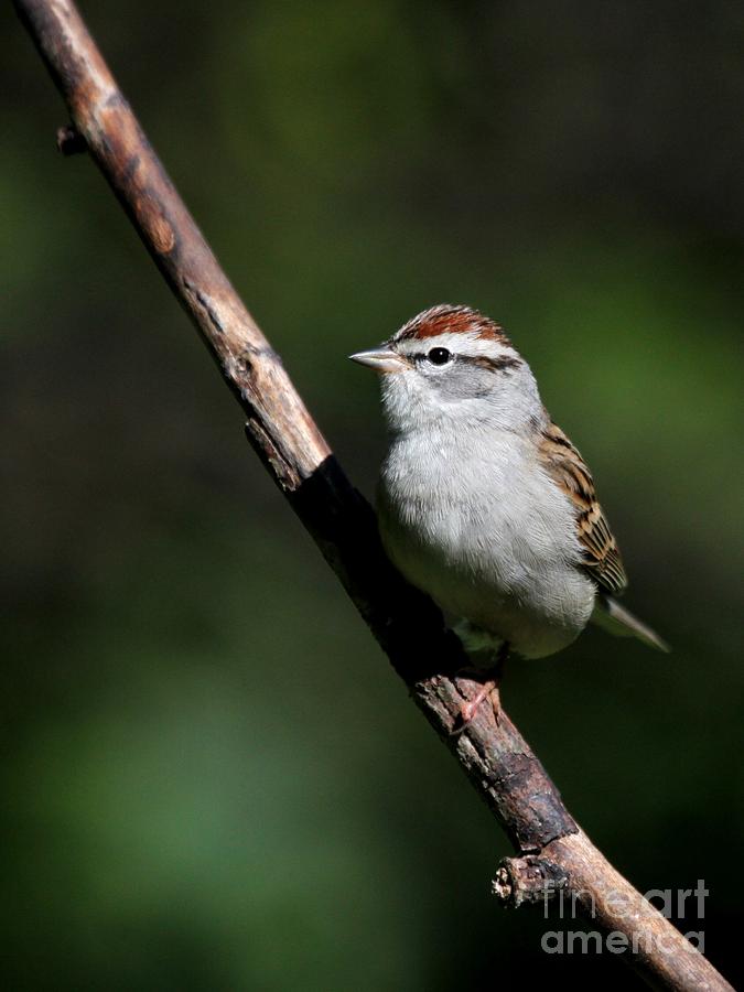 Chipping Sparrow #19 Photograph by Jack R Brock