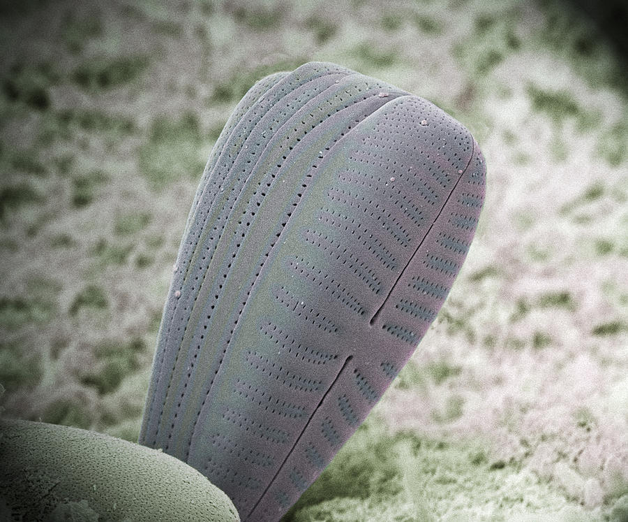 Nature Photograph - Diatom Alga, Sem #19 by Steve Gschmeissner