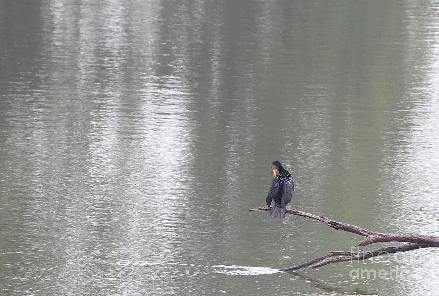 Nature Photograph - Double-crested Cormorant #19 by Jack R Brock