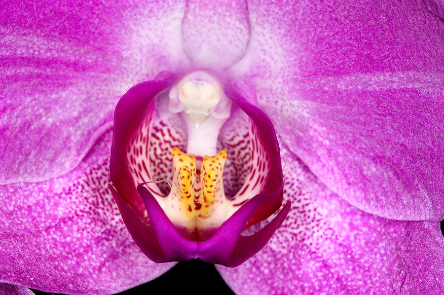 Orchid Photograph - Exotic Orchids of C Ribet #19 by C Ribet