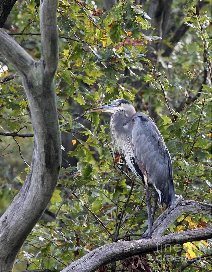 Great Blue Heron #19 Photograph by Jack R Brock