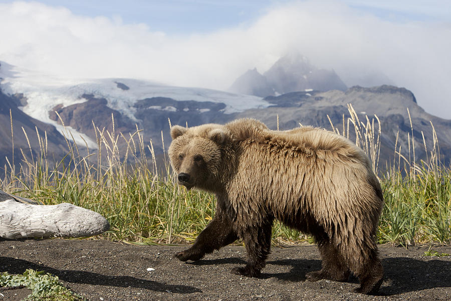 Grizzly Bear Ursus Arctos Horribilis #19 Photograph by Matthias Breiter