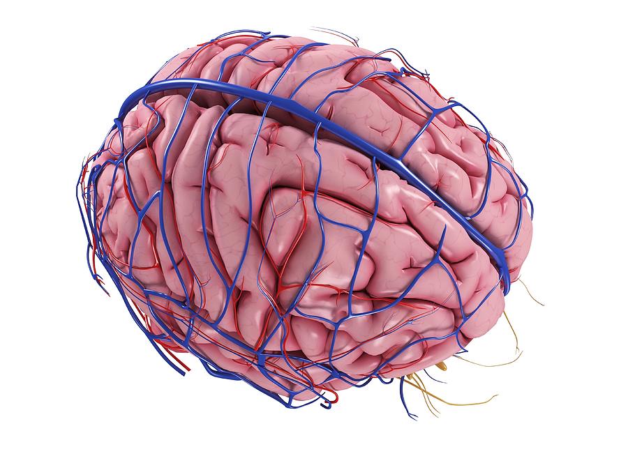 Human Brain, Artwork #19 Digital Art by Sciepro