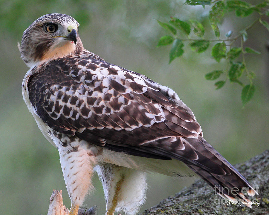 Immature Red Tail Hawk #19 Photograph by Steve Javorsky