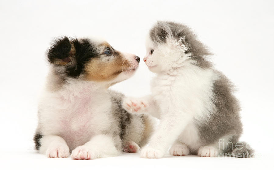 Kitten And Pup #19 Photograph by Jane Burton