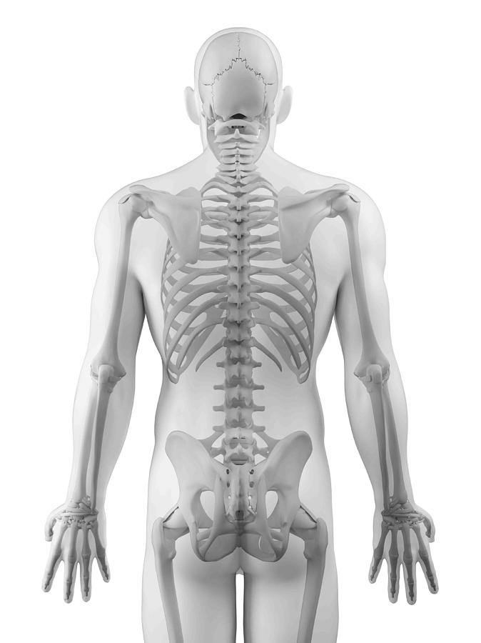 Vertical Digital Art - Male Skeleton, Artwork #19 by Sciepro