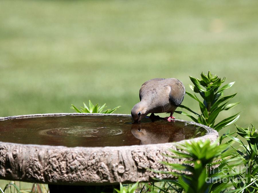 Mourning Dove #19 Photograph by Jack R Brock