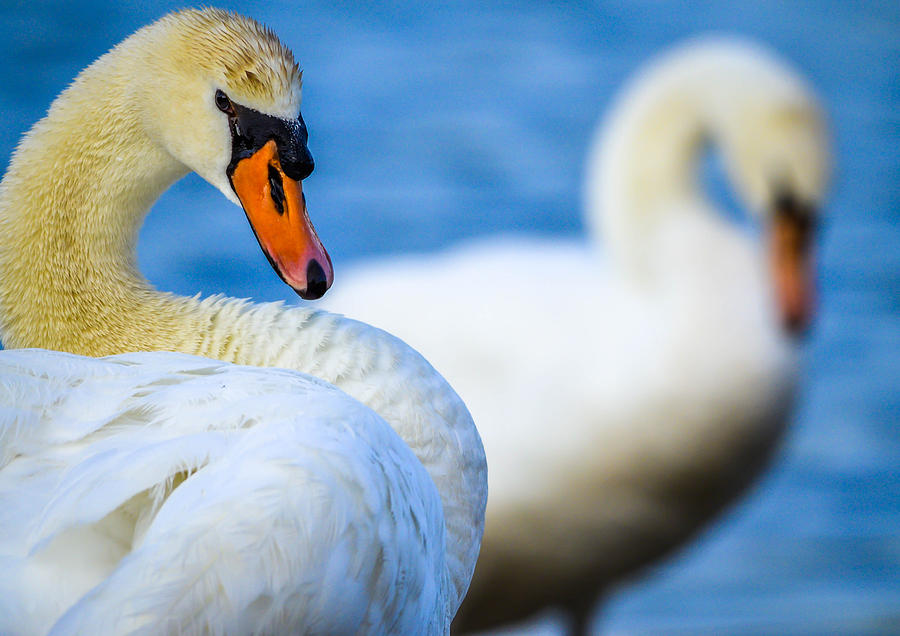 Mute Swans #19 Photograph by Brian Stevens