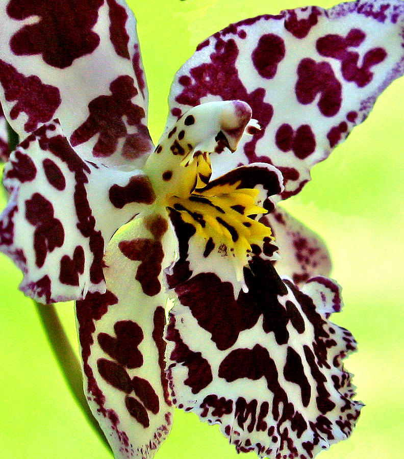 Orchid Flower Bloom #19 Photograph by C Ribet