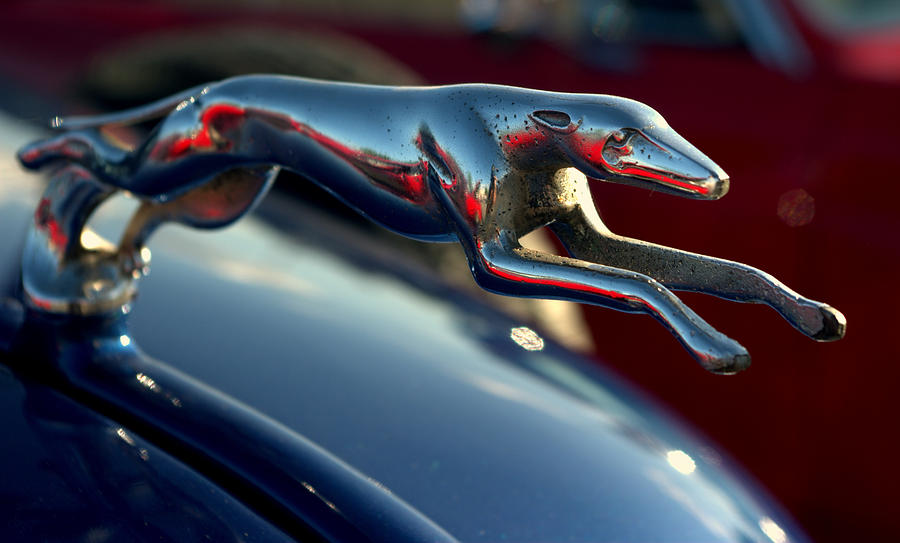 1937 Chevrolet Greyhound Ornament Photograph by Tim McCullough