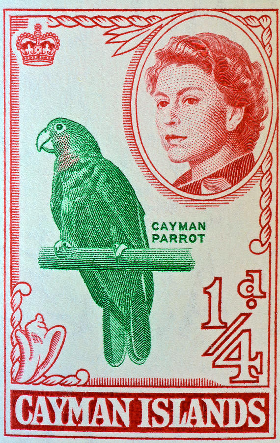 1962 Cayman Islands Parrot Stamp Photograph by Bill Owen