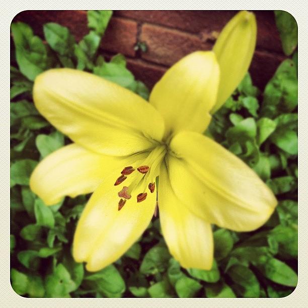 Lily Photograph - 1st Lily #igaddict #iphoneonly #hove by Richard Freeman