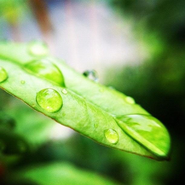 Leaf Photograph - น้ำกลิ้ง #2 by Chayapat Ratchatawipasanan
