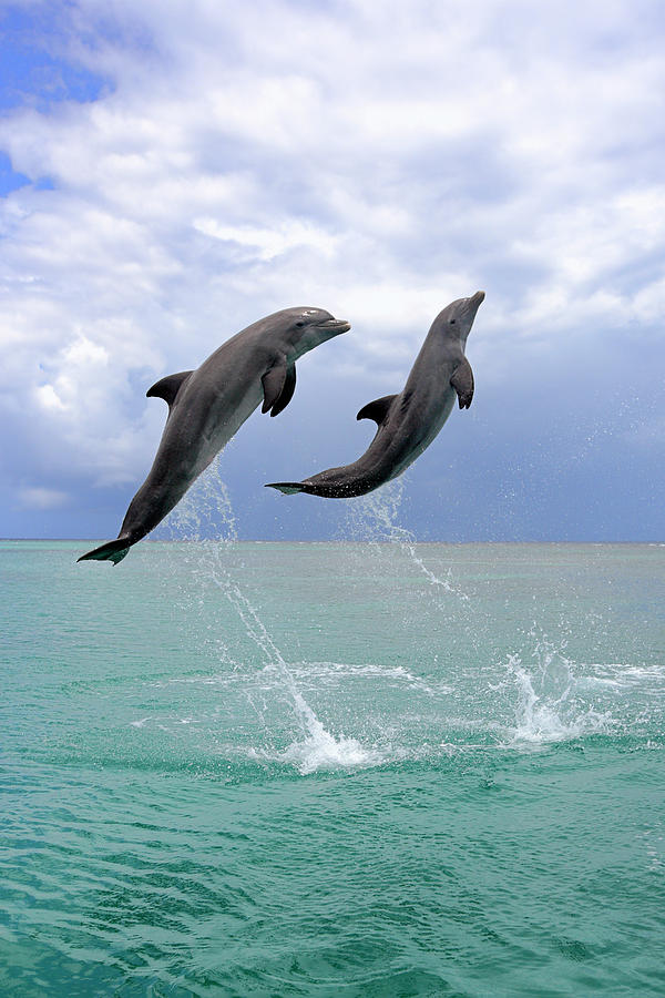 Delfin (grosser Tuemmler) by Tier Und Naturfotografie J und C Sohns