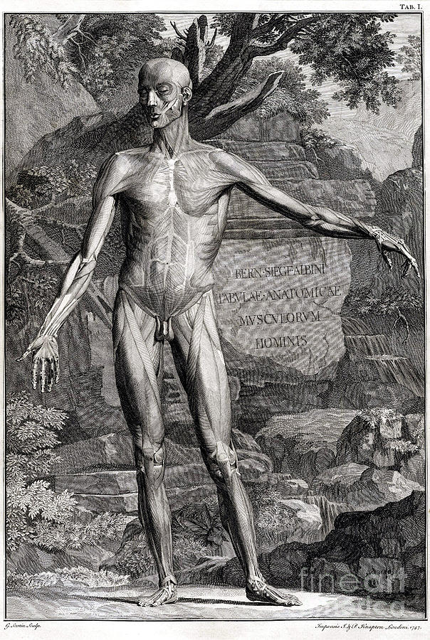 Science Photograph - 18th Century Anatomical Engraving #2 by Science Source