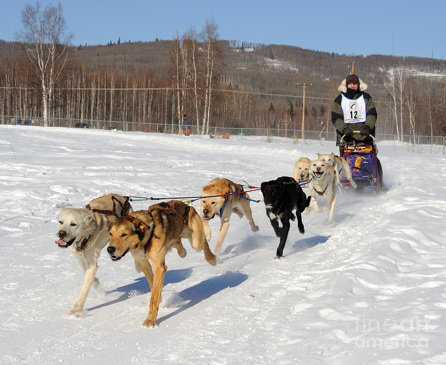Winter Photograph - 2010 Limited North American Sled Dog Race #1 by Gary Whitton