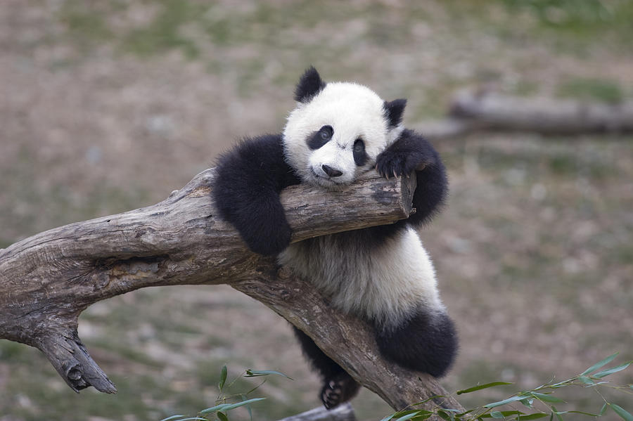 A Baby Panda Plays On A Branch Photograph by Taylor S. Kennedy