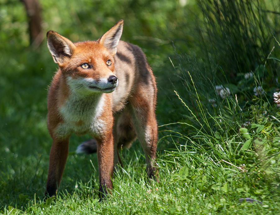Animal Photograph - A British Red Fox #2 by Dawn OConnor