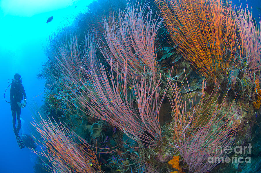 A Colony Of Red Whip Fan Corals #2 Photograph by Steve Jones
