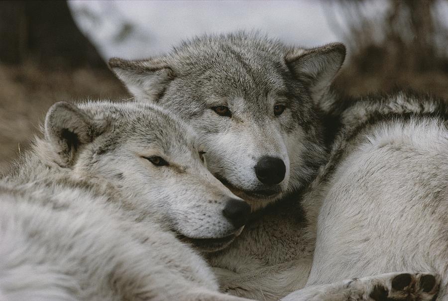 A Couple Of Gray Wolves, Canis Lupus by Jim And Jamie Dutcher