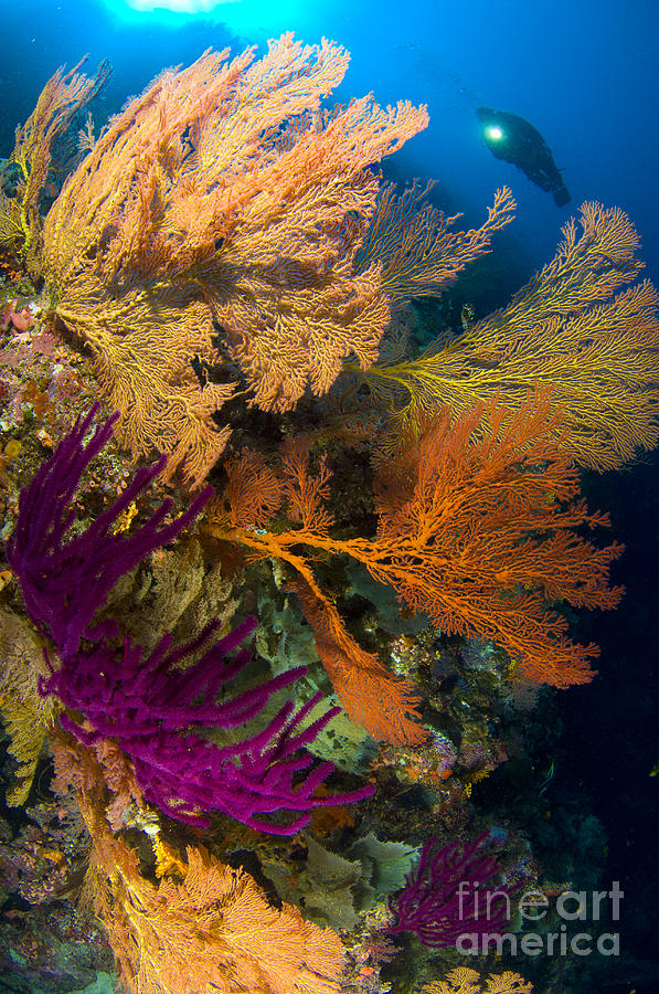 A Diver Looks On At A Colorful Reef #2 Photograph by Steve Jones