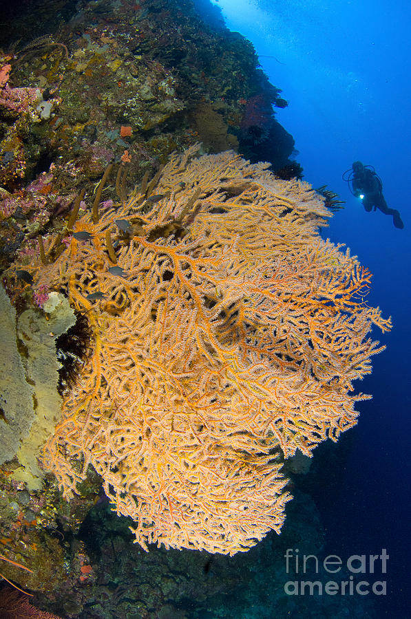 A Diver Looks On At Large Gorgonian Sea #2 Photograph by Steve Jones
