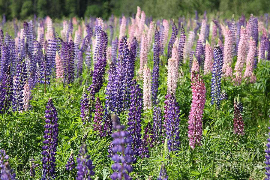 A Field Of Lupins #2 Photograph by Ted Kinsman