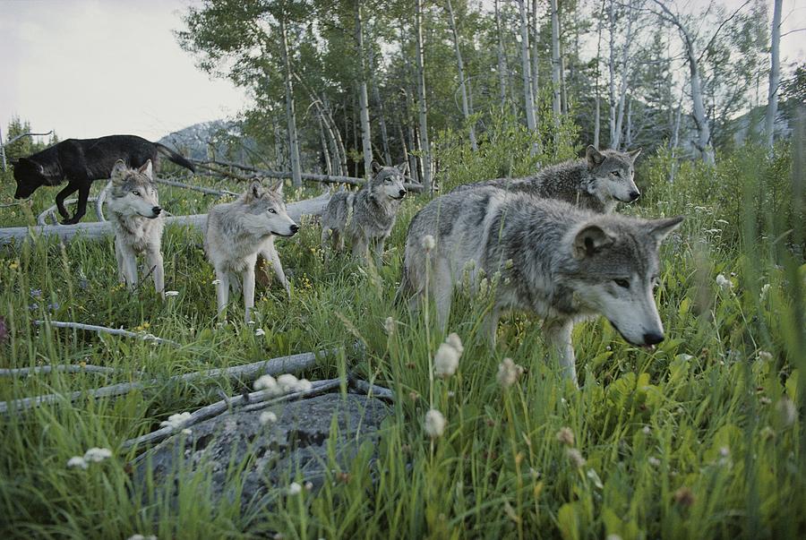 A Group Of Gray Wolves, Canis Lupus Photograph by Jim And Jamie Dutcher