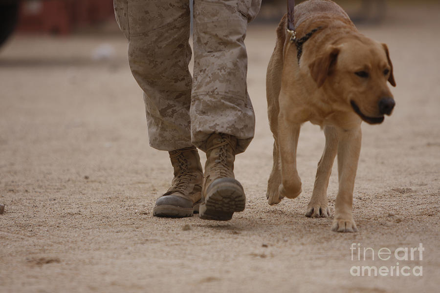 A Military Working Dog And His Handler #2 Photograph by Stocktrek Images